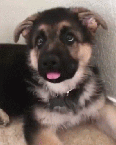 german shepherd gif german shepherd gif